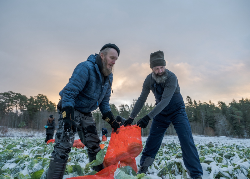    Последний урожай капусты собрали на ВалаамеВалаамский монастырь / Дмитрий Гожий