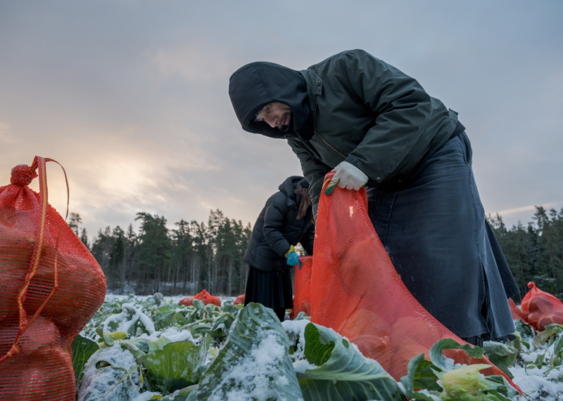    Последний урожай капусты собрали на ВалаамеВалаамский монастырь / Дмитрий Гожий
