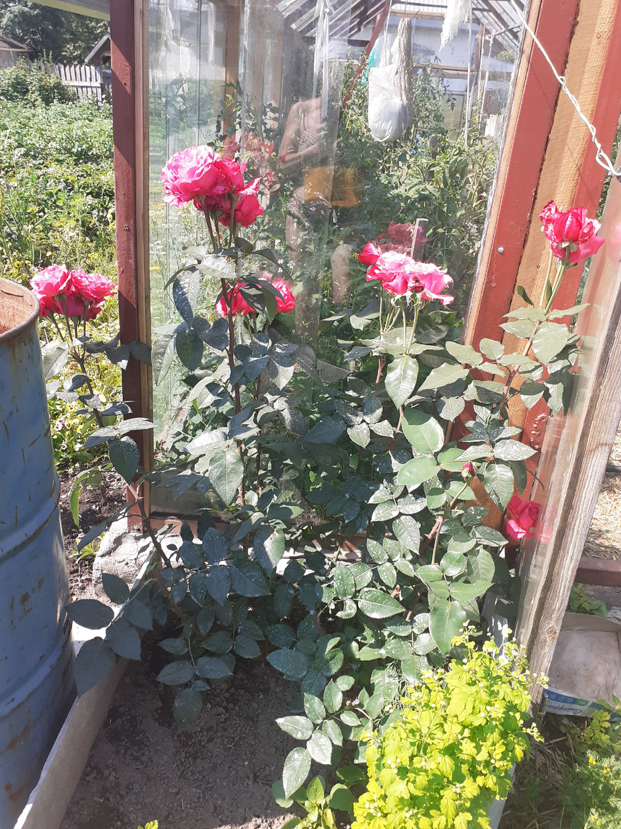 ВОТ МОЯ РОЗА"КРАСНАЯ"ЕЙ 2 ГОДА.ЕДИНСТВЕННОЕ ОСТАВШЕЕСЯ ФОТО.