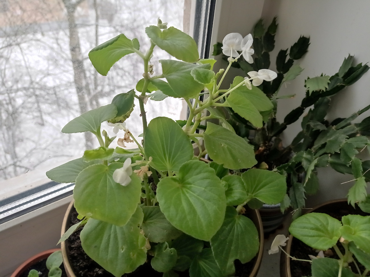 В этом году хочу сохранить бегонию. Выкопала в октябре с клумбы два кустика (с белыми и розовыми цветками). Сейчас ей все нравится - она даже цветет