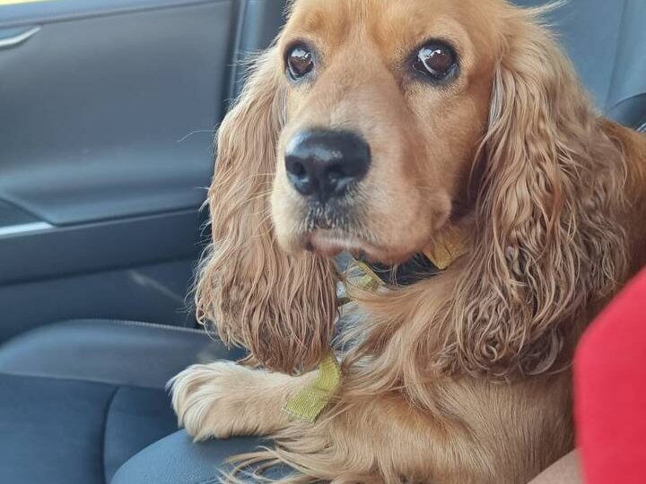 Добрый день! Потерялся кокер спаниель, кличка Граф, окрас рыжий, сегодня видели в районе Ленина, очень контактный и самостоятельный парень