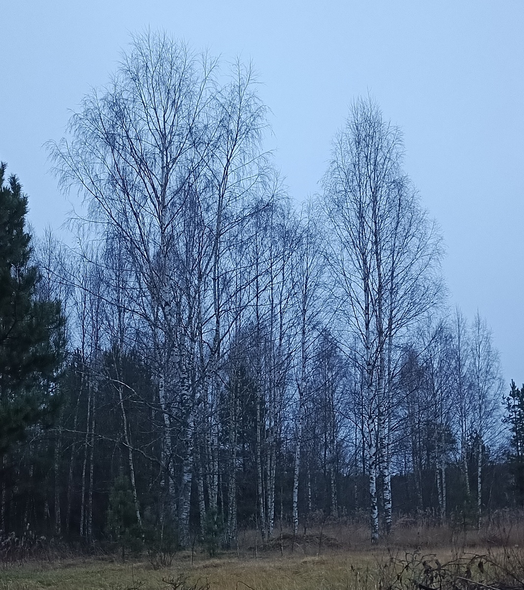 Лес за домом