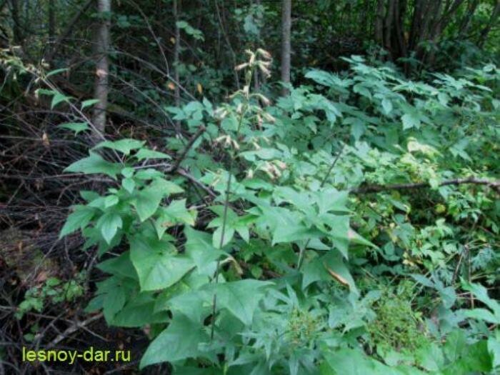 Недоспелка копьевидная (фото с блога "Лесная кладовая")