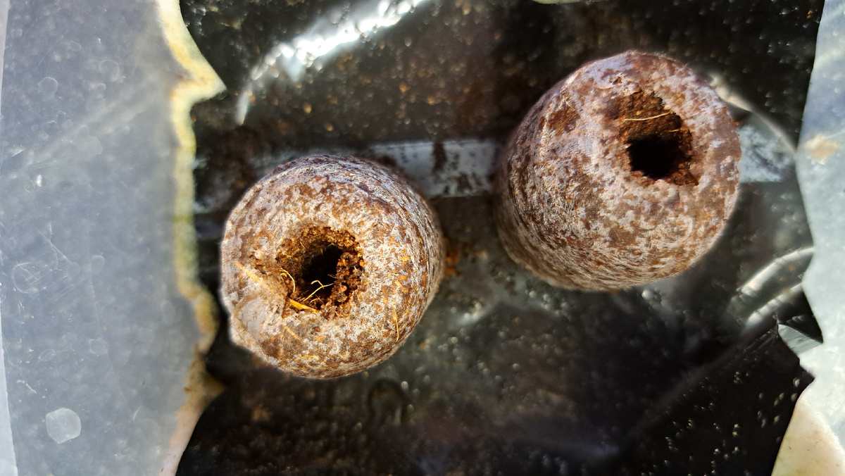 Кокосовые таблетки на капилярном мате. Сделаны отверстия для семян.