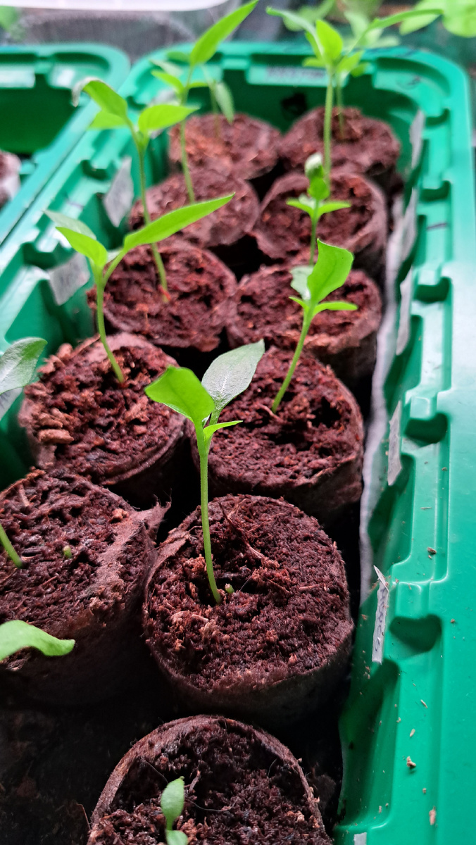 Мои перчики в кокосовых таблетках на капилярном мате