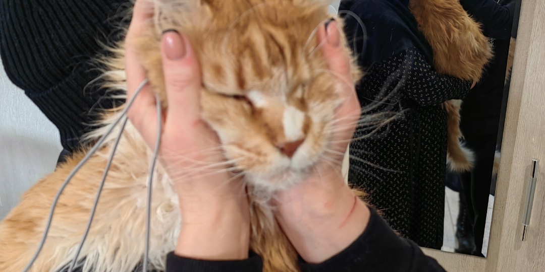 Самые необычные животные, которых мне доводилось спасать