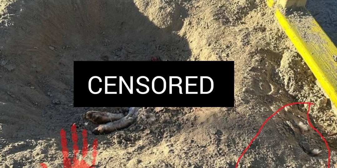 Настоящий лесной детектив!