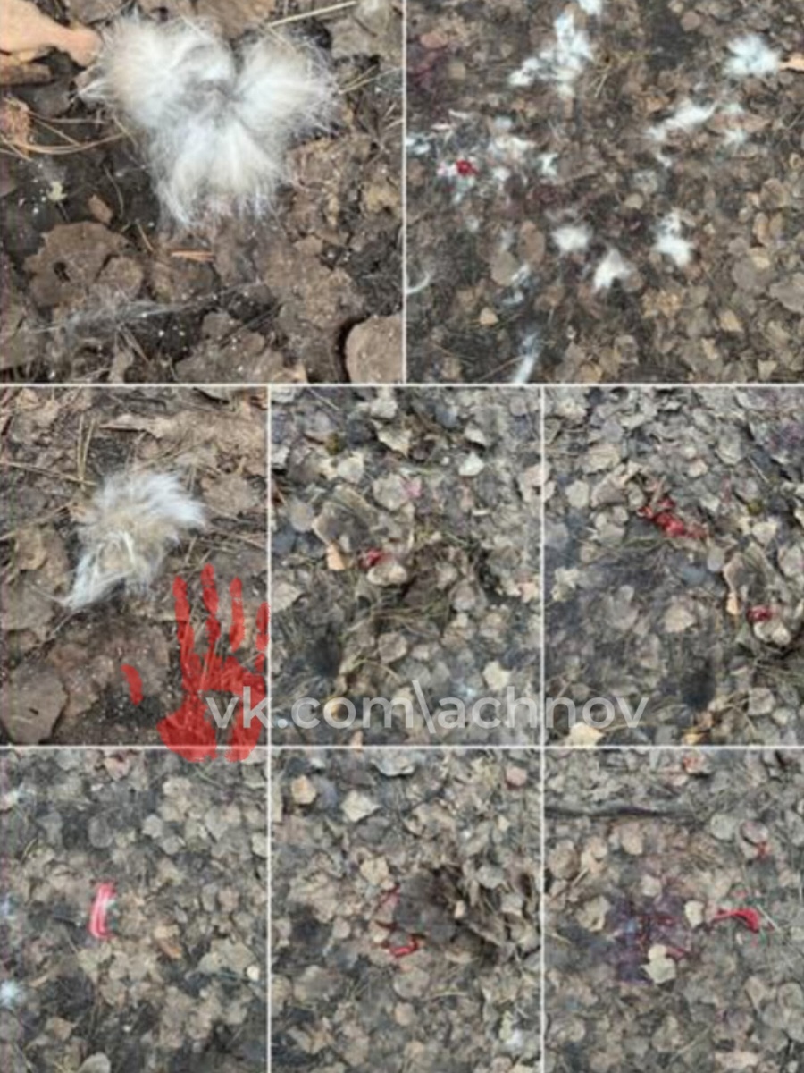 Шерсть и кровь была по всей округе