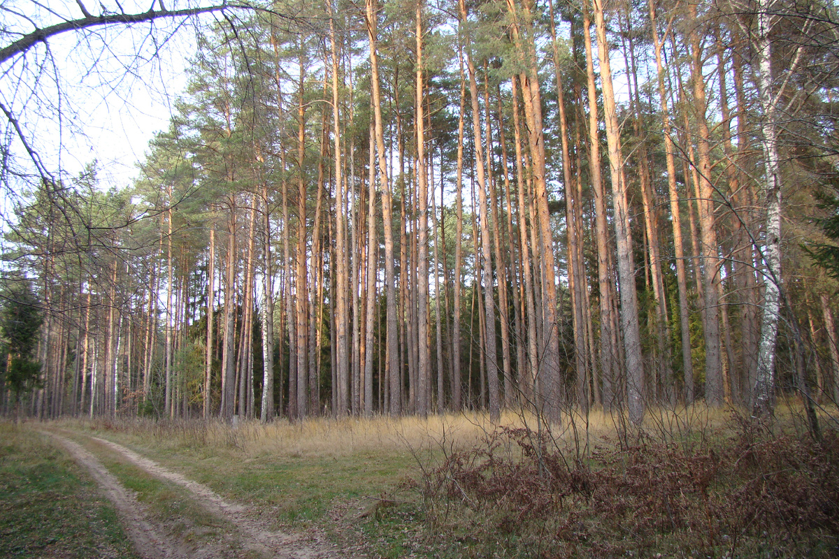 Фото Лидии Бам. "Сосновые корабельные фрагменты" в наших пригородных лесах встречаются сплошь и рядом. Только позднеосенние рядовки и гигрофоры - вот и все грибы, что тут можно встретить.