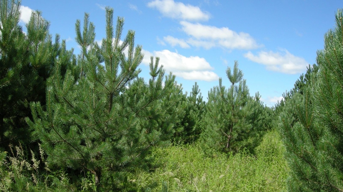 Сосенки под Воскресенском. Фото из инета.
