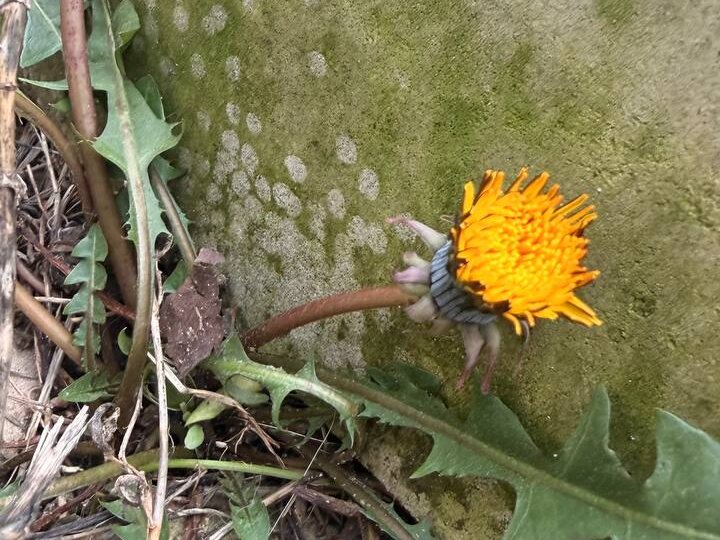 Вторая весна: в Сызрани за четыре дня до зимы расцвели одуванчики