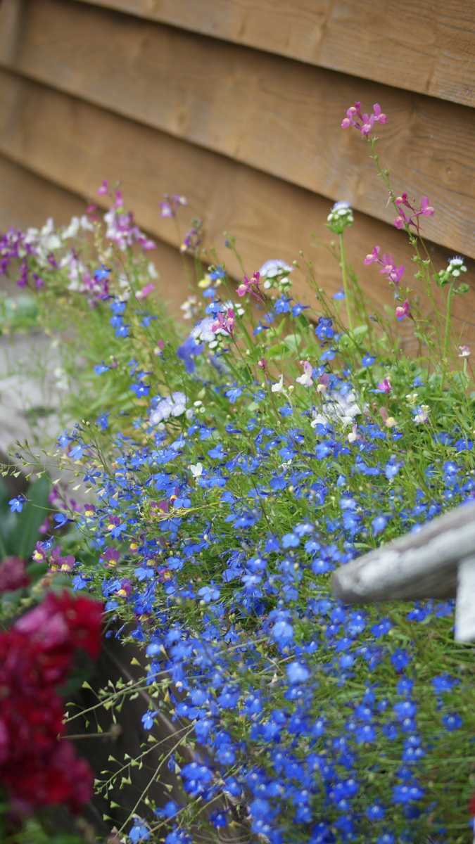 Лобелия в моём саду