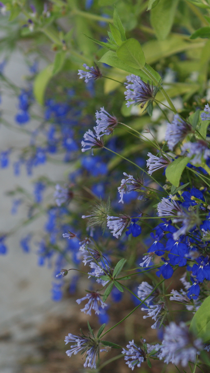 Лобелия и ясменник