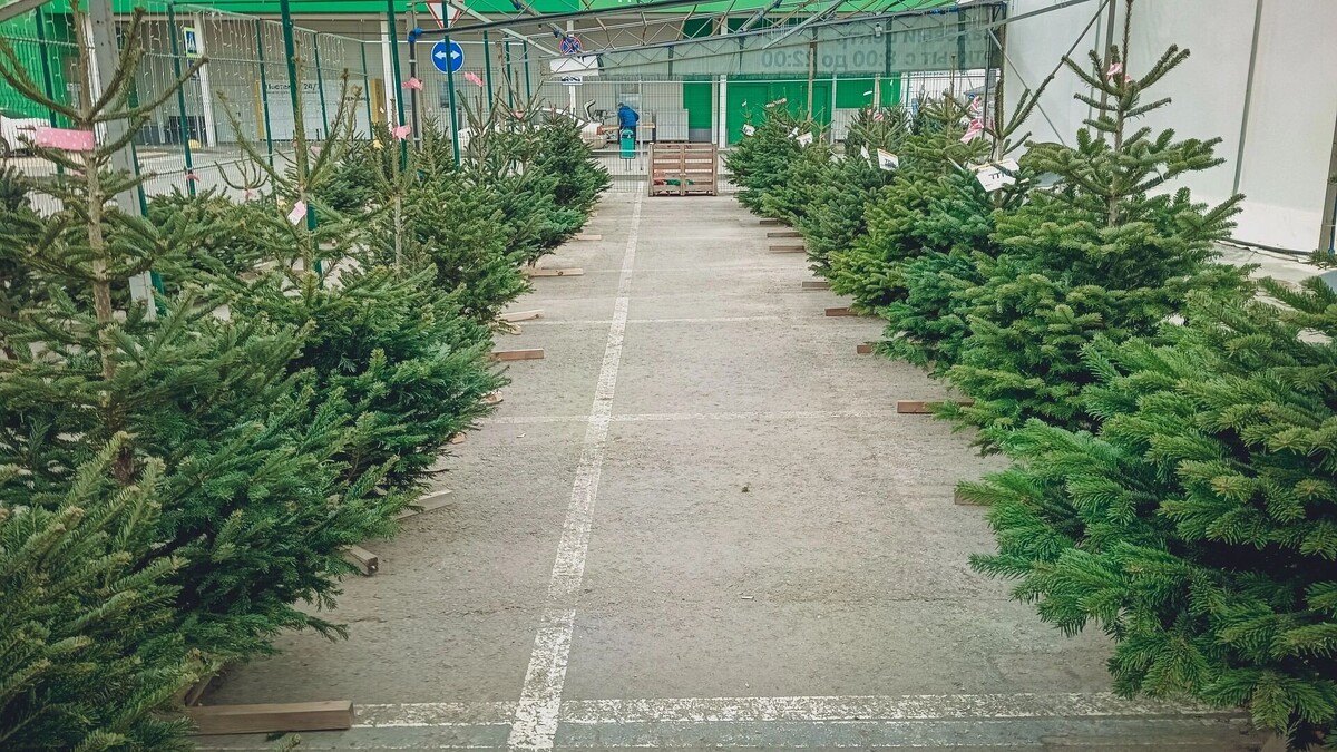    Власти Ростова-на-Дону перечислили адреса новогодних ярмарок   1MI