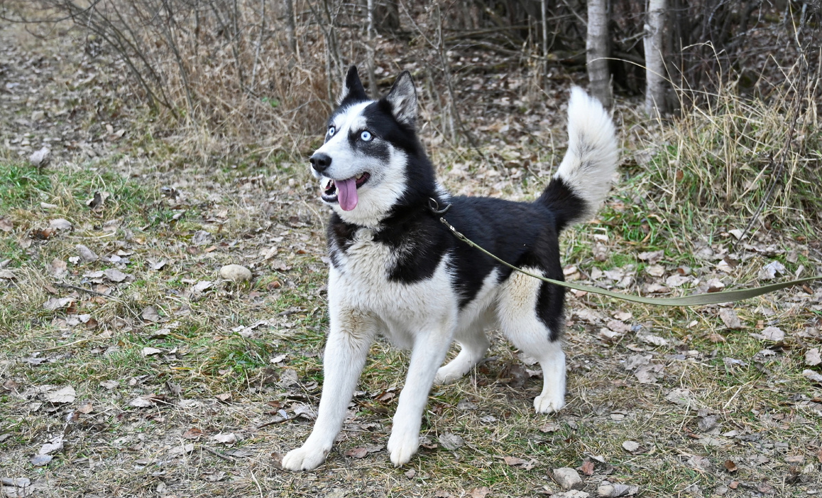 Фотосессия в приюте, после которой Ева уехала домой.