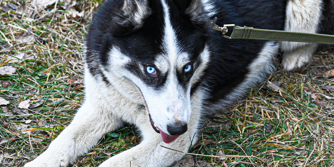 У хаски Евы есть дом