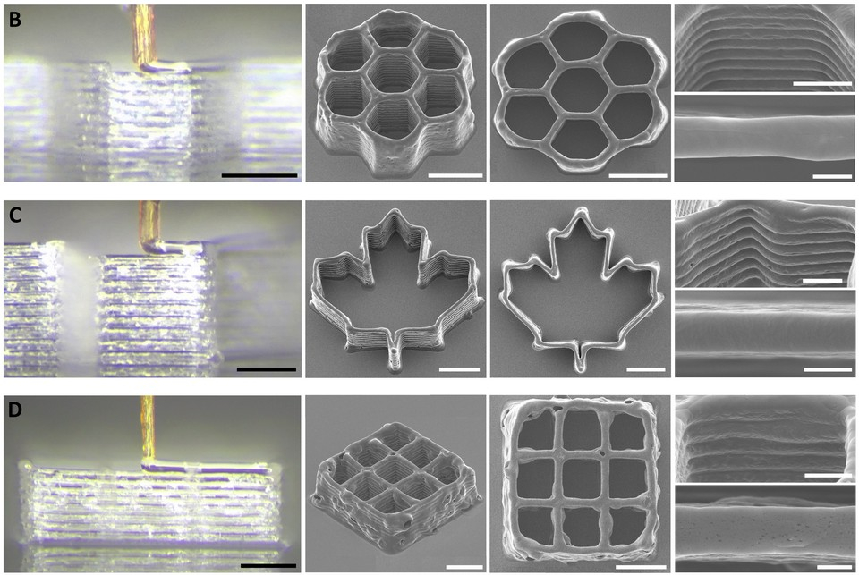 Рис. 2 С сайта https://www.science.org/doi/10.1126/sciadv.adw9953.