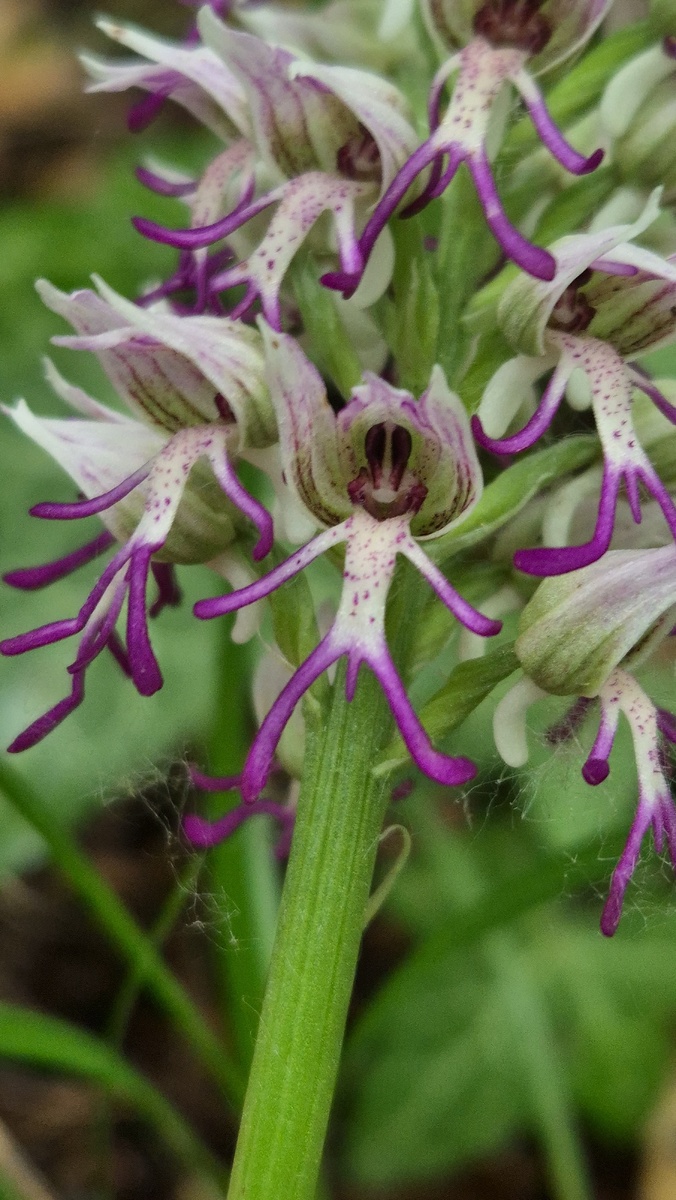 Окрестности Пшады, май 2025 года.