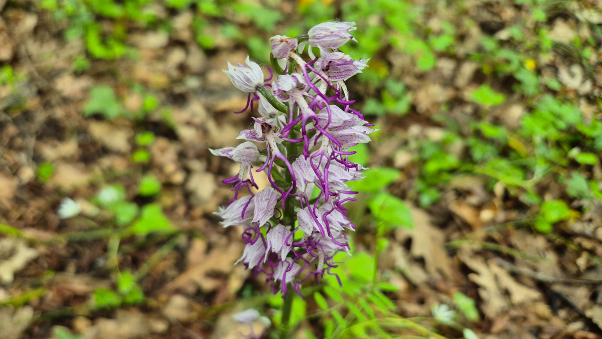 Окрестности Пшады, май 2025 года.