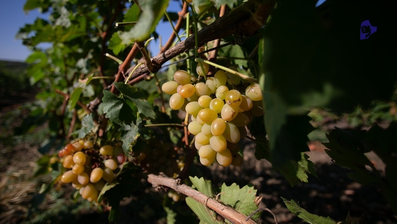      Фото: ИА «Победа26»