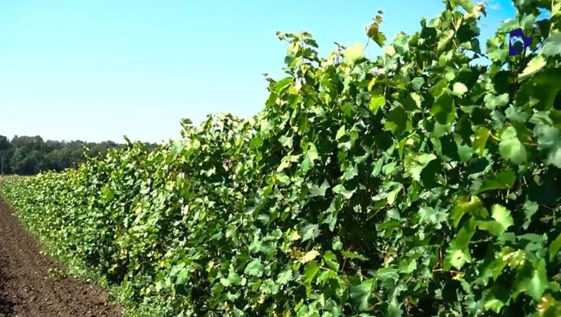    Самые ключевые виноградники находятся в трёх округах Фото: ИА «Победа26»
