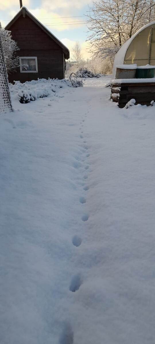 А у нас снега... Снег идёт и идёт... Норма, видно, в этот раз большая)