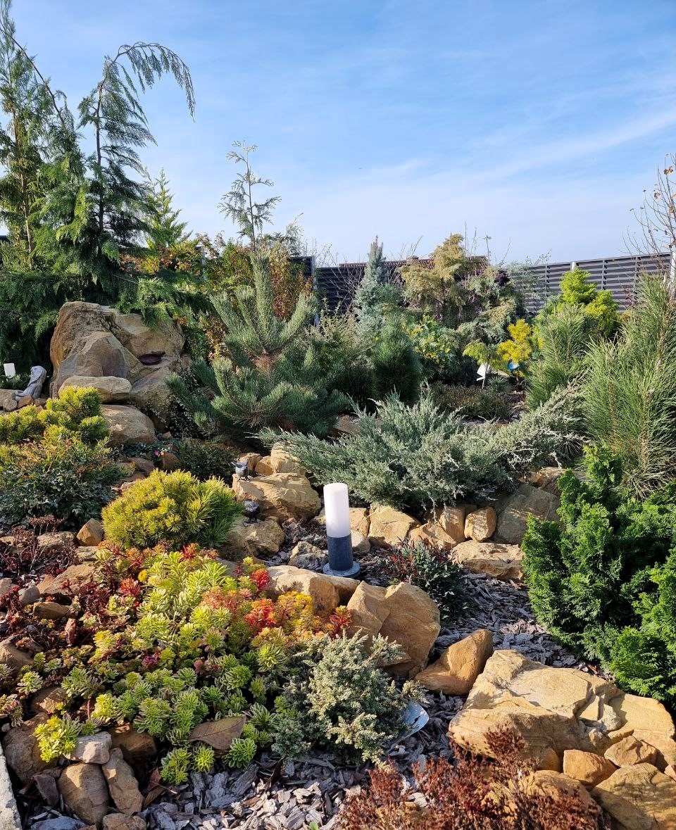 Мой сад. Ноябрь. Анапа.