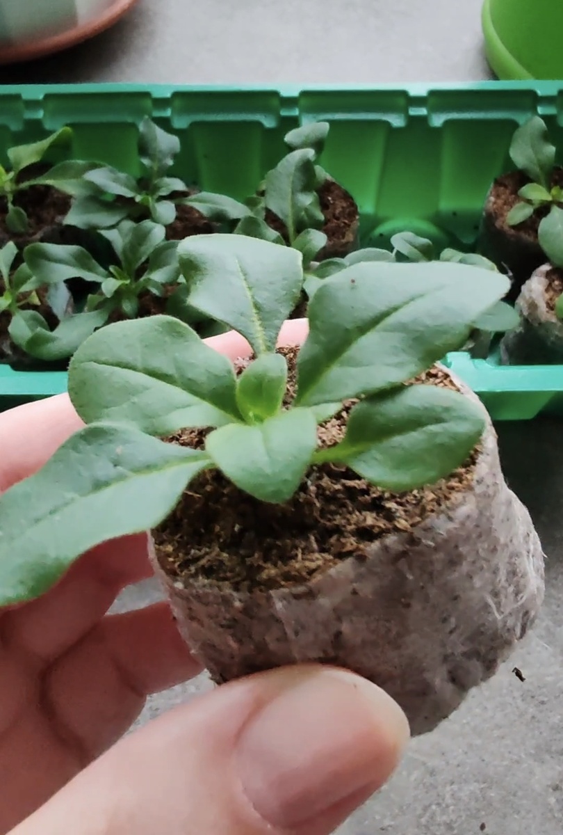 Сеянцы петунии, которые скоро можно будет черенковать. 