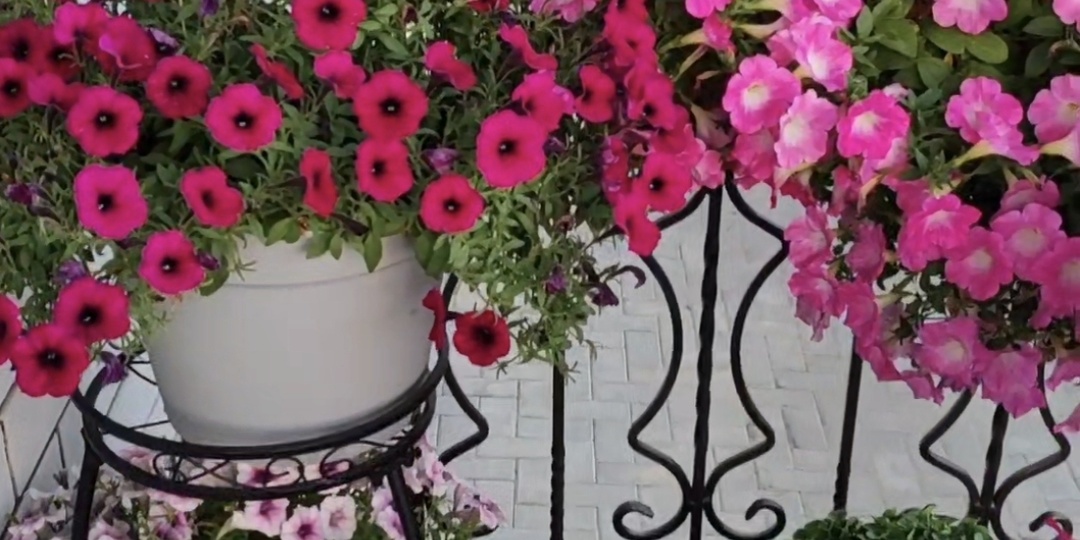 Петуния. Как из малого получить целое цветочное изобилие