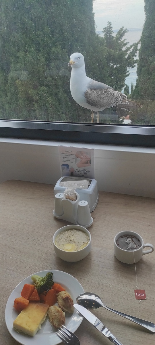Мой завтрак с чайкой на двоих) в санатории Ай-Петри. Крым. 2024 