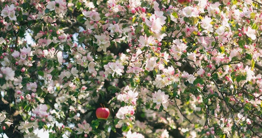 Обрезка старой яблони для восстановления плодоношения