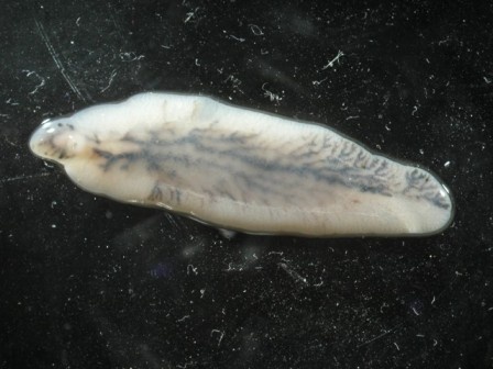 Черви-паразиты становятся причиной рака — и могут помочь вылечить его