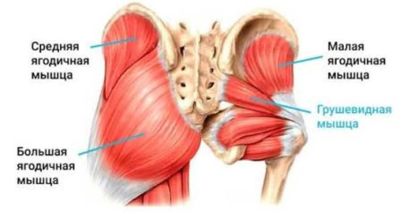 Грушевидная мышца: зажим, который есть у всех | 3 шага для ее расслабления