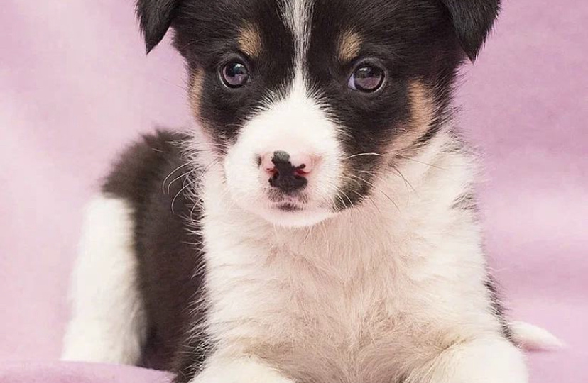 Малышка кроха боится в приюте