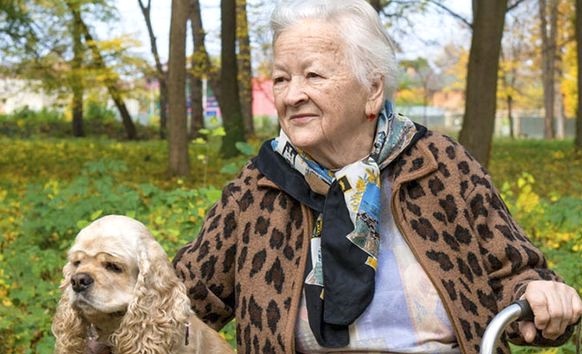 Породистый пёс