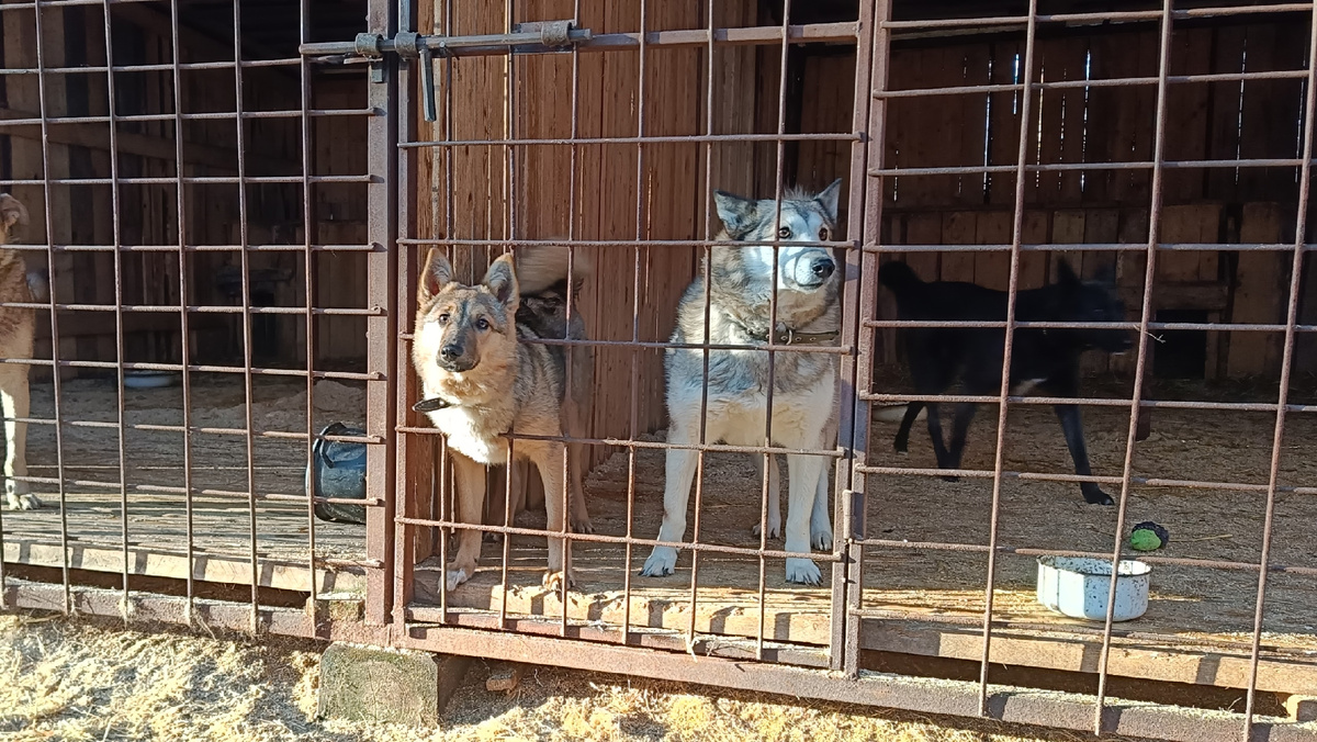 Максик , Лиса