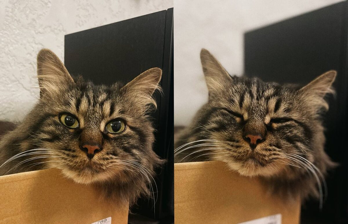 Мур-р-р-рчит всем, кто поддержал хозяйку✨