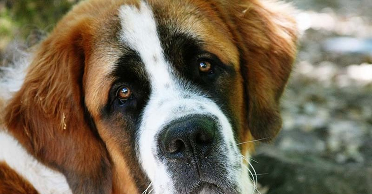 Признавайтесь, кто в 90-е тоже мечтал о своем собственном «Бетховене»?