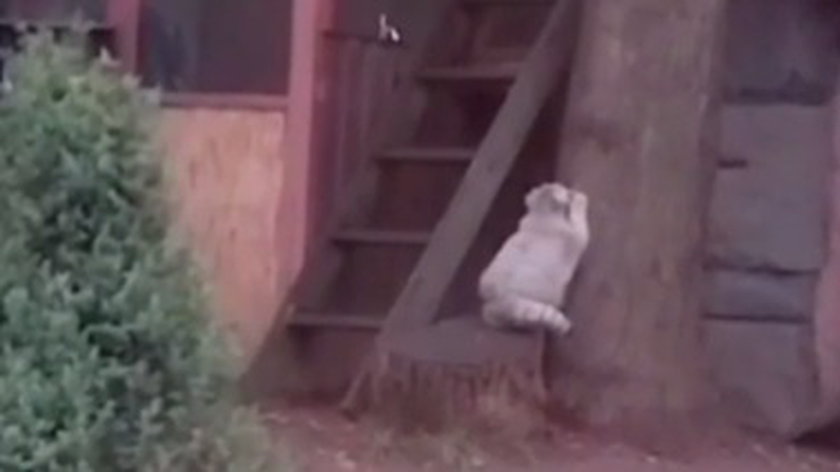    Фото: Скриншот видео / Светлана Акулова / Telegram