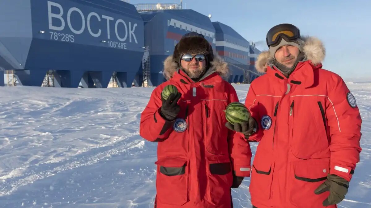 Фото:Роман Красноперов, ААНИИ
В новой оранжерее нзк «Восток» российские полярники собрали урожай желтых и красных арбузов