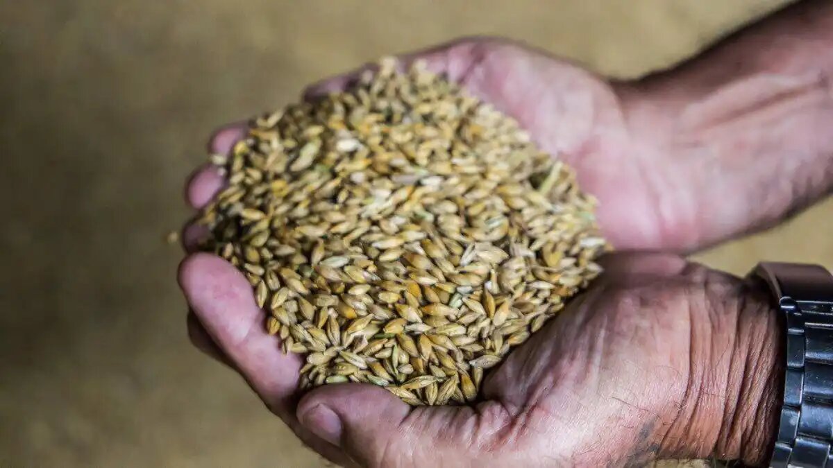 Фото:Минсельхоз Кузбасса
ТПП РФ поддерживает предложения по снятию избыточной нагрузки в сфере оборота семян