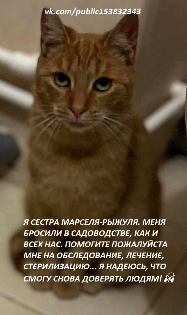 Кошечка Рыжуля 1-1,5 года. 