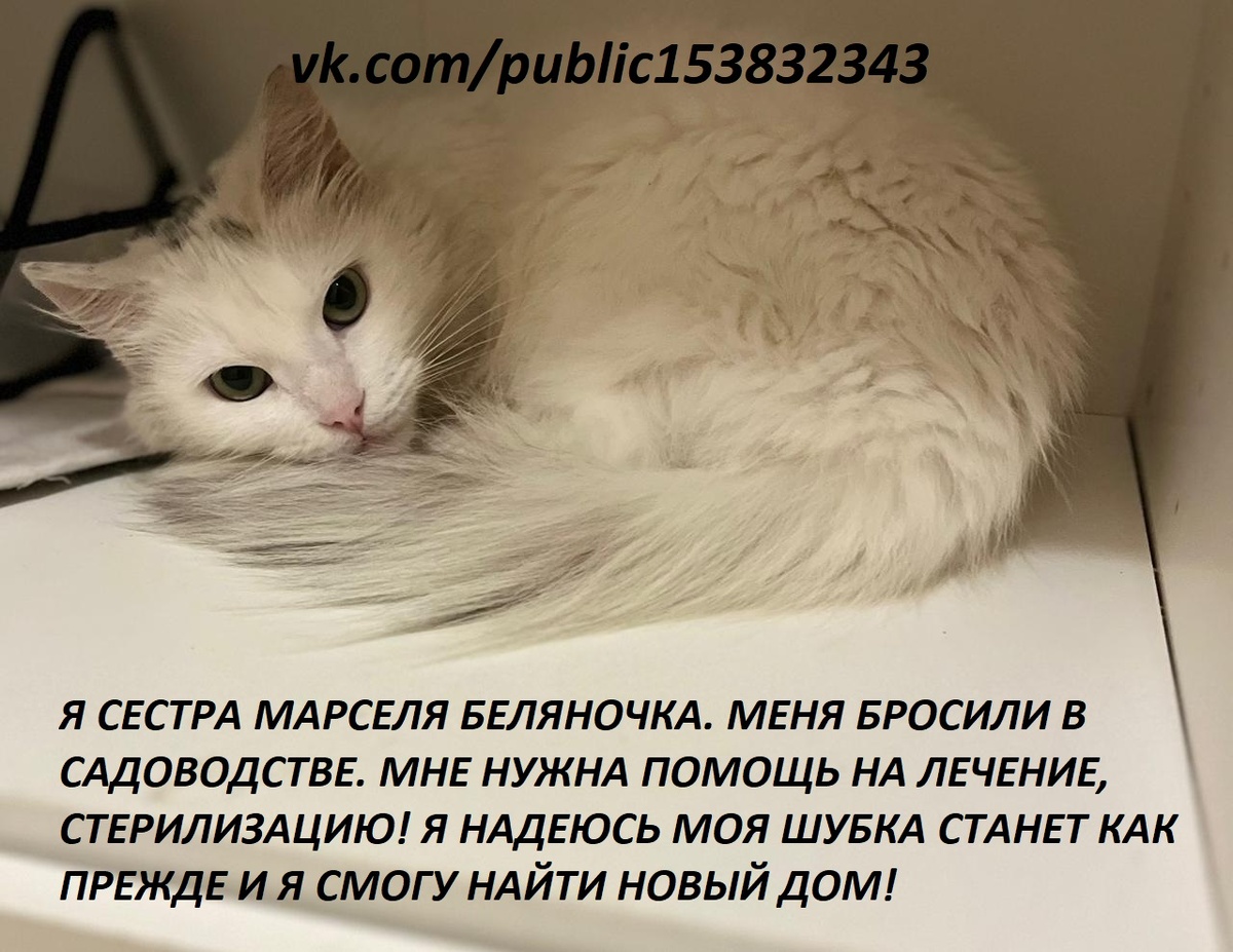 Это Беляночка, ей 1-1,5 года. Была оставлена в садовостве на произвол судьбы. 