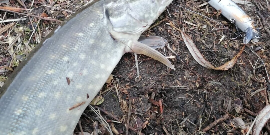 Предзимье. Хищник на мелководье