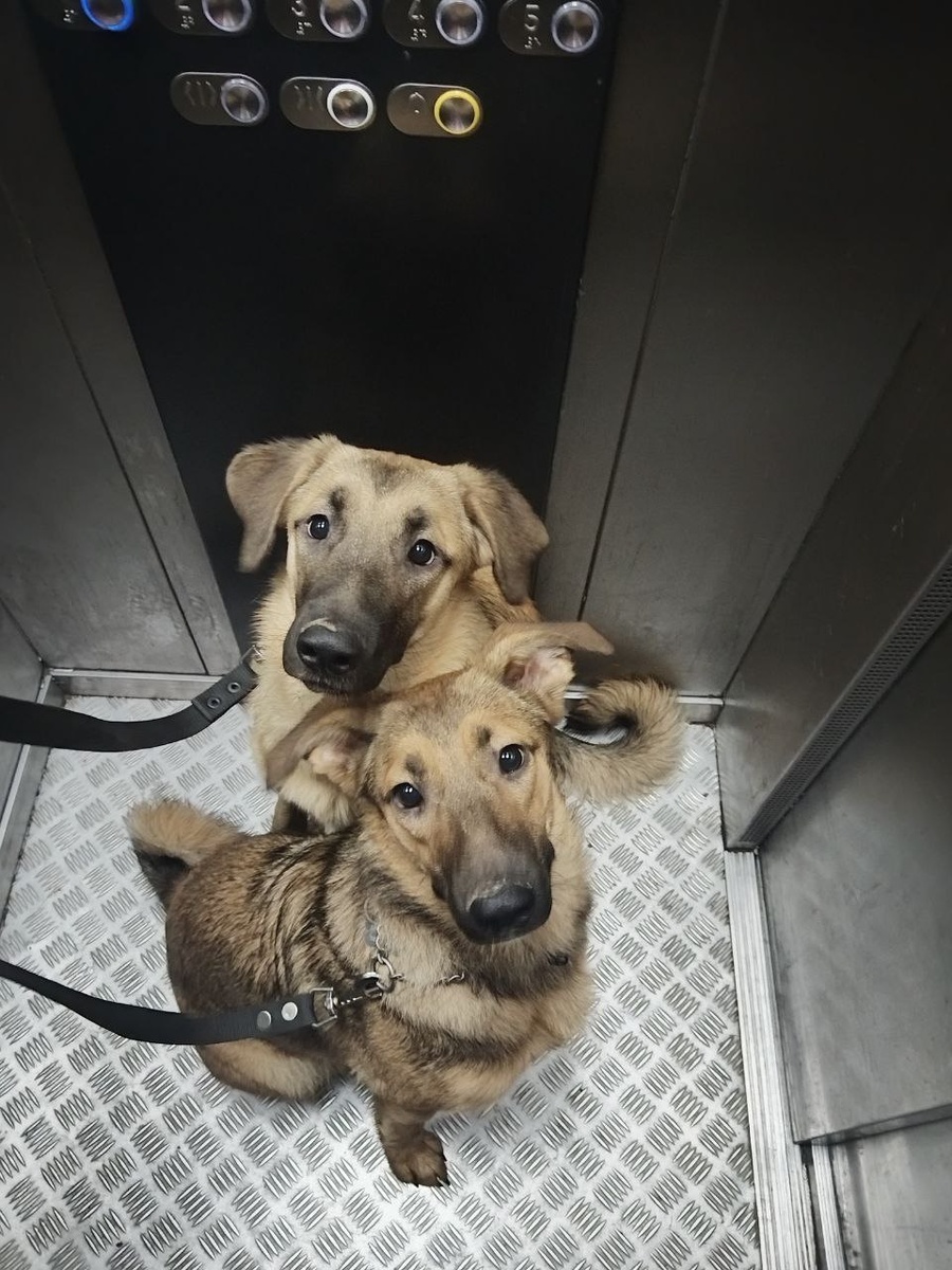 А там лифт есть в будке? 