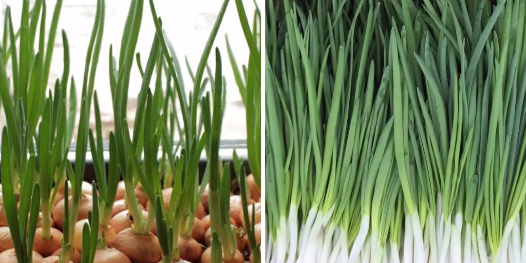 2 лучших способа выращивания лука на зелень (перо) зимой на подоконнике