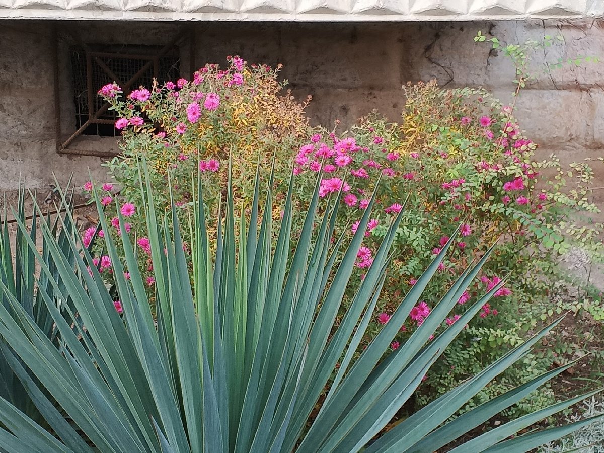 Не знаю, как они называются, но очень красиво. Фото Галины Малышевой.