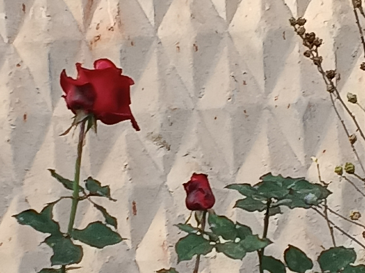 Розы. Фото Галины Малышевой.