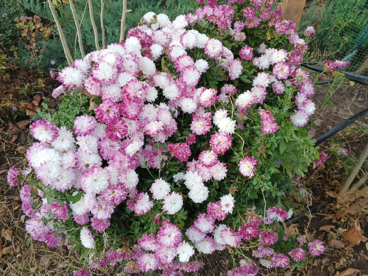 Хризантемы. Фото Галины Малышевой.