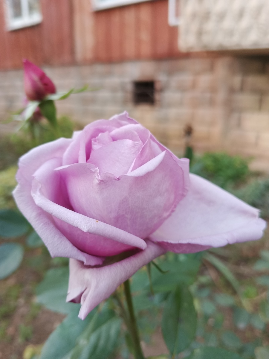 И снова розы. Сиреневые... Фото Галины Малышевой.